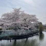 ヒメ日記 2025/04/08 14:16 投稿 ゆめ 出会い系人妻ネットワーク 春日部〜岩槻編