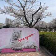 ヒメ日記 2025/04/14 23:14 投稿 ゆめ 出会い系人妻ネットワーク 春日部〜岩槻編