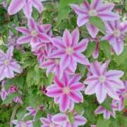 ヒメ日記 2025/05/10 13:35 投稿 ゆめ 出会い系人妻ネットワーク 春日部〜岩槻編