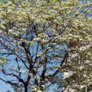 ヒメ日記 2026/04/12 15:00 投稿 のあ 錦糸町 夜這右衛門娼店～夜這・即尺・痴漢・人妻～