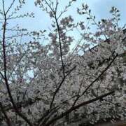 ヒメ日記 2025/04/03 07:55 投稿 なつ バイオレンス