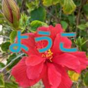 ヒメ日記 2025/03/01 11:20 投稿 福島 ようこ HANA-okinawa-