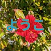 ヒメ日記 2025/03/11 08:27 投稿 福島 ようこ HANA-okinawa-