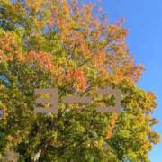 ヒメ日記 2025/11/14 09:12 投稿 福島 ようこ HANA-okinawa-