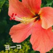 ヒメ日記 2025/11/18 16:33 投稿 福島 ようこ HANA-okinawa-