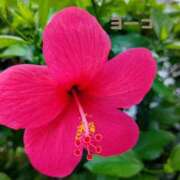 ヒメ日記 2025/11/29 11:33 投稿 福島 ようこ HANA-okinawa-