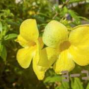 ヒメ日記 2025/12/04 13:39 投稿 福島 ようこ HANA-okinawa-