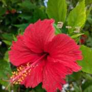 福島 ようこ 甘い昼♡ HANA-okinawa-