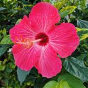 ヒメ日記 2026/10/06 07:33 投稿 福島 ようこ HANA-okinawa-