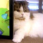 ヒメ日記 2025/08/20 22:44 投稿 ゆら ∞ (はっち)