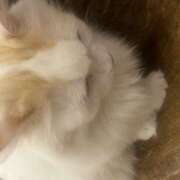 ゆら にょん ∞ (はっち)