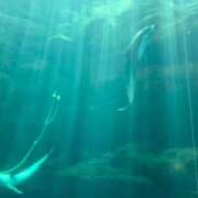 ヒメ日記 2025/07/31 12:19 投稿 とあ 浜松駅前ちゃんこ