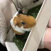 ヒメ日記 2025/03/22 12:31 投稿 うい 奥様はエンジェル　立川店