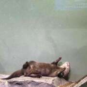 ヒメ日記 2025/08/11 10:30 投稿 うい 奥様はエンジェル　立川店