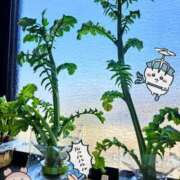 ヒメ日記 2025/04/07 17:30 投稿 白峰もえ★四国NO.1マット 俺のシンデレラ