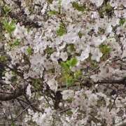 ヒメ日記 2026/04/08 21:46 投稿 さえ ラブ＆ナース