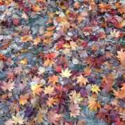 ヒメ日記 2024/12/14 11:33 投稿 広瀬(ひろせ) 相模原人妻城