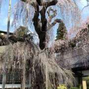 ヒメ日記 2025/03/31 20:03 投稿 広瀬(ひろせ) 相模原人妻城