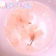 ヒメ日記 2025/03/16 10:20 投稿 花野いろは コウテイ