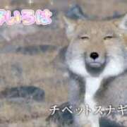 ヒメ日記 2025/03/20 18:16 投稿 花野いろは コウテイ