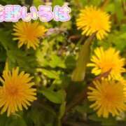 ヒメ日記 2025/04/12 10:20 投稿 花野いろは コウテイ