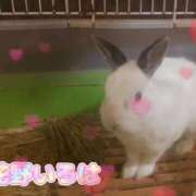 ヒメ日記 2025/04/14 09:15 投稿 花野いろは コウテイ