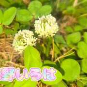 ヒメ日記 2025/04/23 09:15 投稿 花野いろは コウテイ
