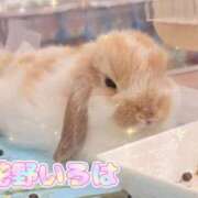 ヒメ日記 2025/05/11 07:13 投稿 花野いろは コウテイ