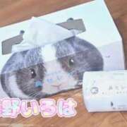 ヒメ日記 2025/05/11 15:26 投稿 花野いろは コウテイ