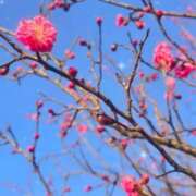 ヒメ日記 2025/05/22 18:20 投稿 花野いろは コウテイ