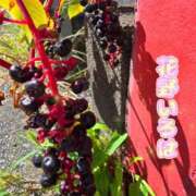 ヒメ日記 2025/10/20 15:05 投稿 花野いろは コウテイ