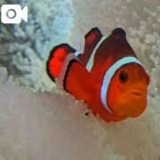 ヒメ日記 2025/11/13 15:08 投稿 花野いろは コウテイ