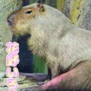 ヒメ日記 2026/02/26 15:10 投稿 花野いろは コウテイ