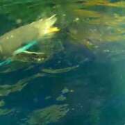 ヒメ日記 2026/03/06 15:15 投稿 花野いろは コウテイ