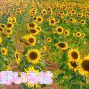 ヒメ日記 2026/08/17 15:20 投稿 花野いろは コウテイ