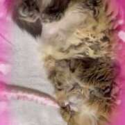 ヒメ日記 2025/04/07 11:50 投稿 宮森 西川口デッドボール