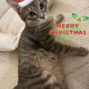 ヒメ日記 2024/12/26 18:18 投稿 みれい【ダイヤモンドの原石】 STELLA TOKYO－ステラトウキョウ－