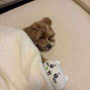 ヒメ日記 2025/02/05 22:17 投稿 みれい【ダイヤモンドの原石】 STELLA TOKYO－ステラトウキョウ－