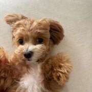 ヒメ日記 2025/04/02 17:02 投稿 みれい【ダイヤモンドの原石】 STELLA TOKYO－ステラトウキョウ－