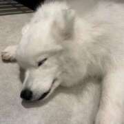 ヒメ日記 2025/04/11 14:14 投稿 みれい【ダイヤモンドの原石】 STELLA TOKYO－ステラトウキョウ－