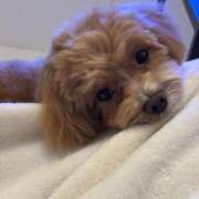 ヒメ日記 2025/04/18 00:03 投稿 みれい【ダイヤモンドの原石】 STELLA TOKYO－ステラトウキョウ－