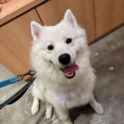 ヒメ日記 2025/04/25 22:33 投稿 みれい【ダイヤモンドの原石】 STELLA TOKYO－ステラトウキョウ－