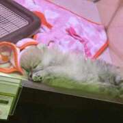 ヒメ日記 2025/05/26 00:35 投稿 もも 中洲秘密倶楽部