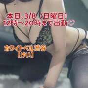 ヒメ日記 2026/03/08 11:49 投稿 けい ホワイトベル