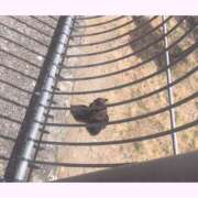 ヒメ日記 2025/11/25 11:55 投稿 まう【梅田堂山女学院】 梅田堂山女学院