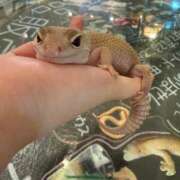 ヒメ日記 2025/12/26 16:53 投稿 キイ AMOUR（アムール）