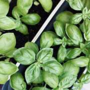 ヒメ日記 2025/08/10 08:33 投稿 スイ バニーコレクション秋田店