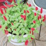 ヒメ日記 2025/09/20 07:05 投稿 るな 池袋おかあさん