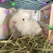 ヒメ日記 2025/04/13 23:40 投稿 るなみ マリアージュ熊谷