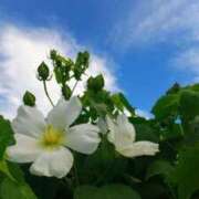 しおり ありがとうございました🌺 完熟ばなな八王子